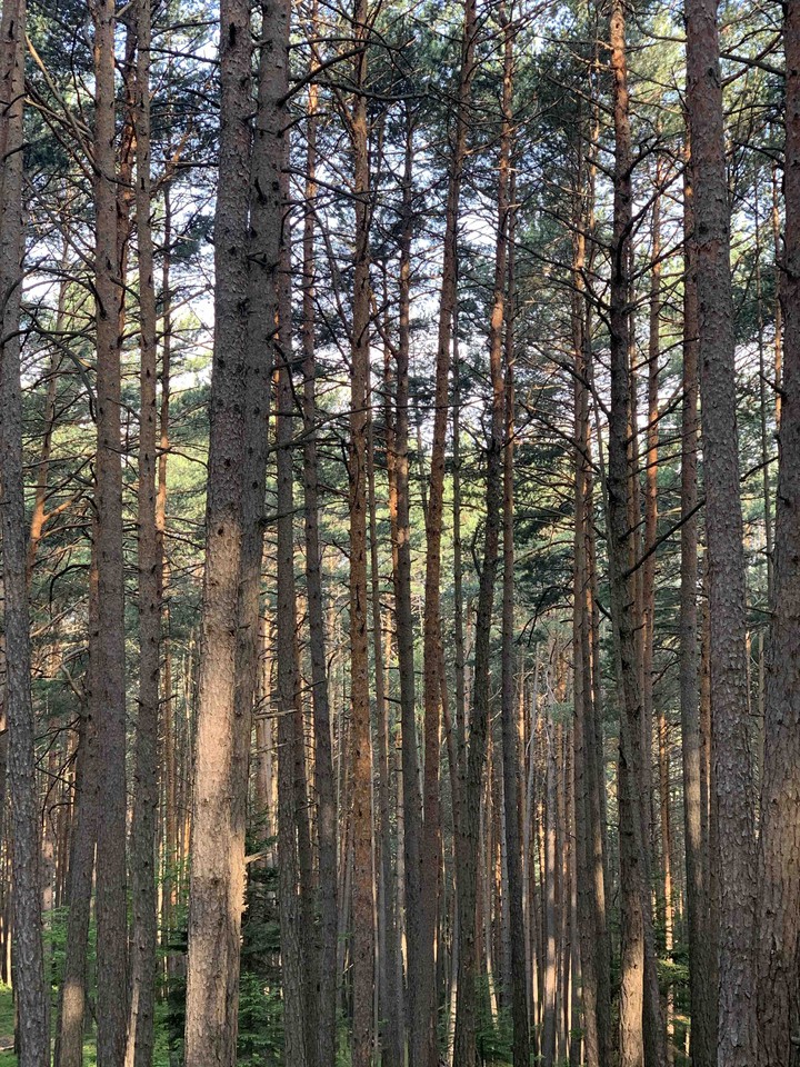 forest