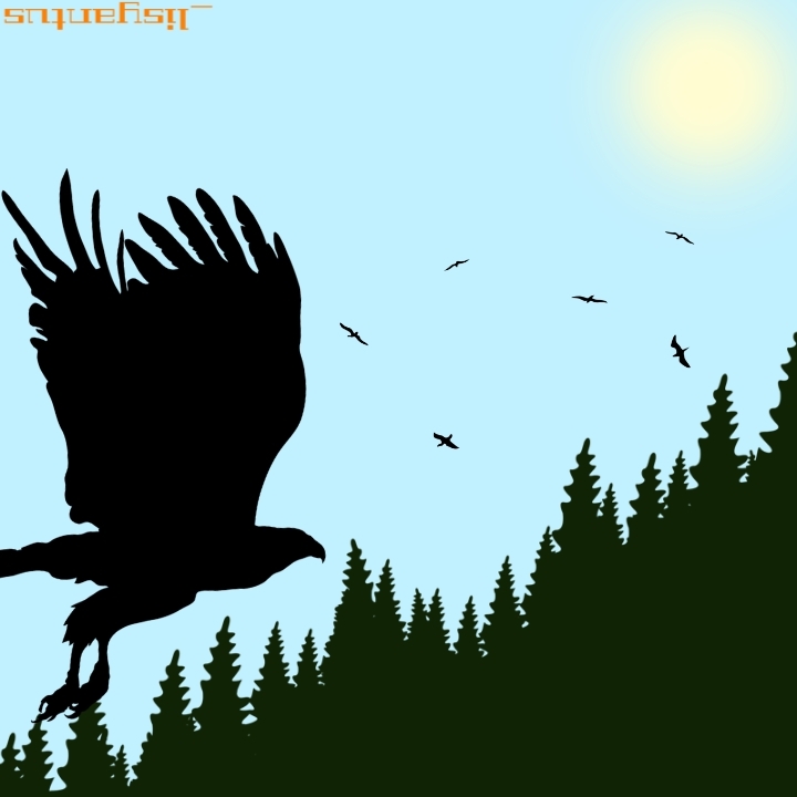 hawk