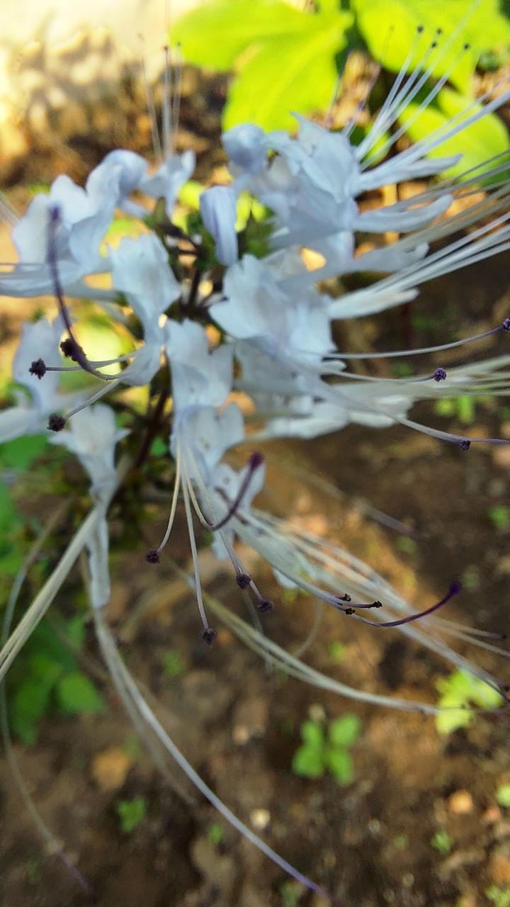 Iconic flowers