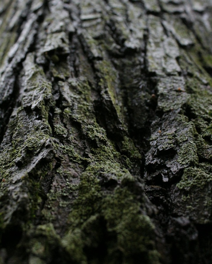 tree bark