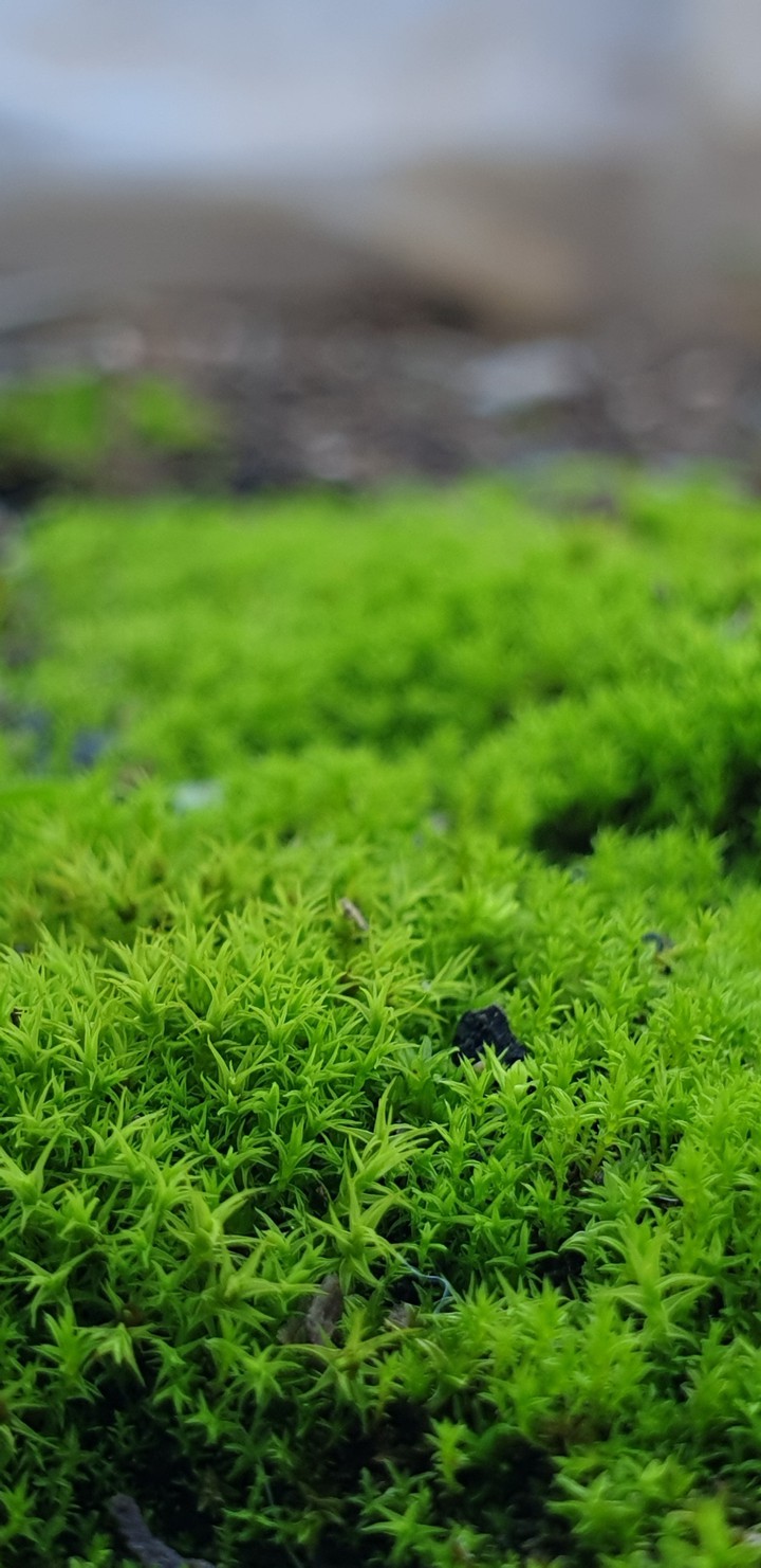 grass