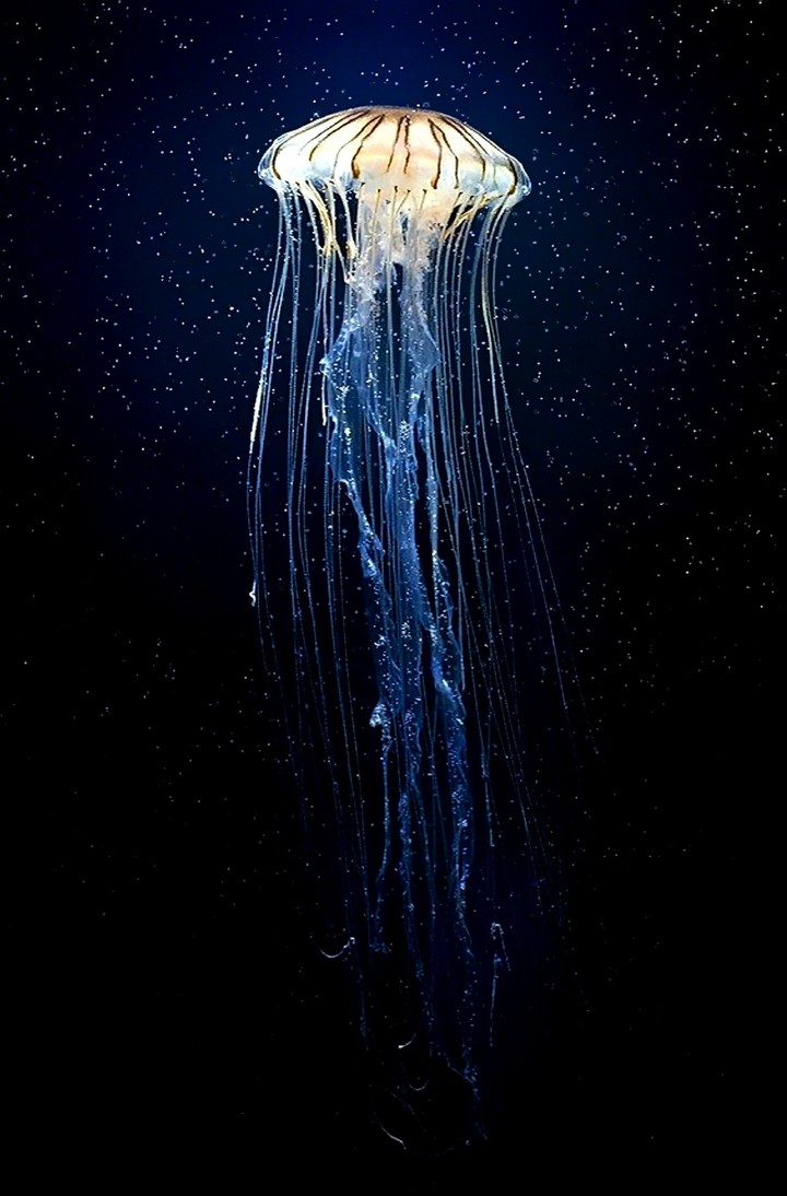 Cool Jellyfish