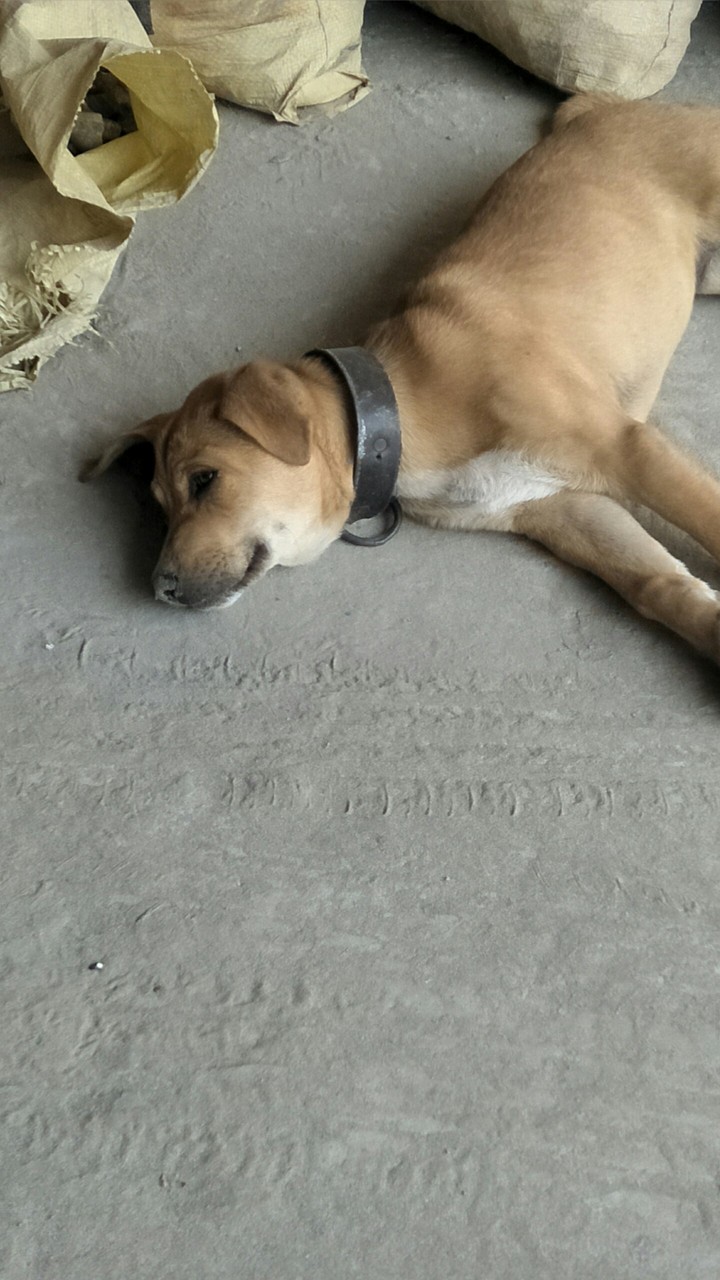 pet dog