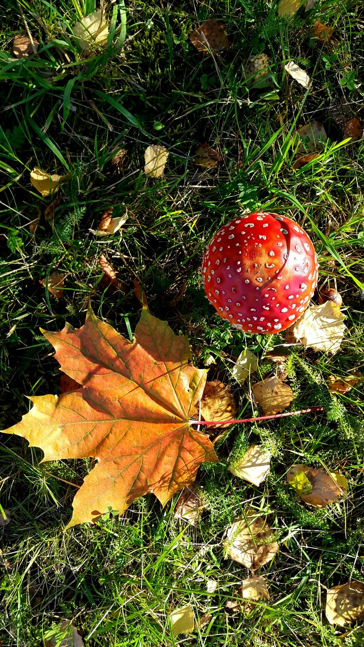 Fly-agaric