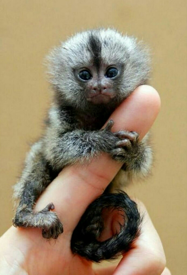 Marmoset Monkey