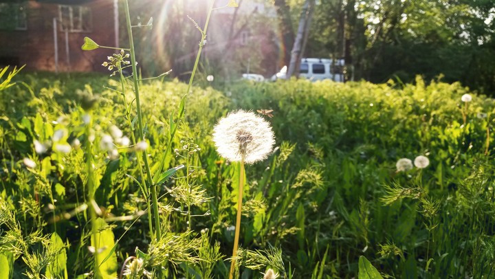 Shine