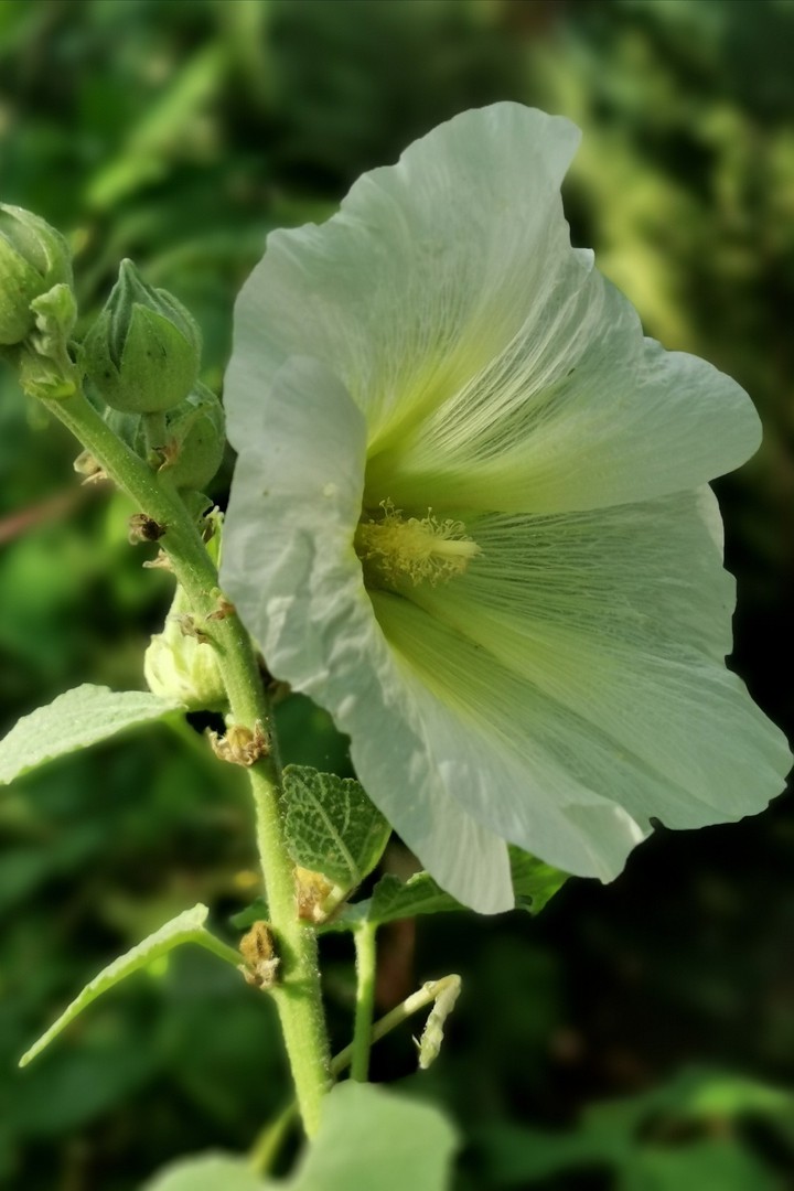 Malwa