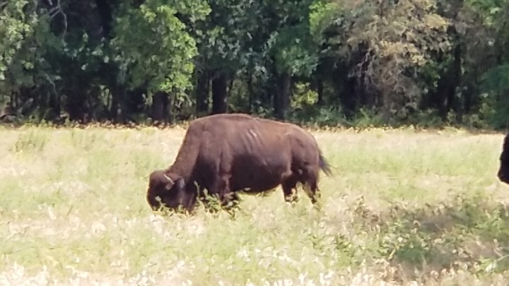 bison