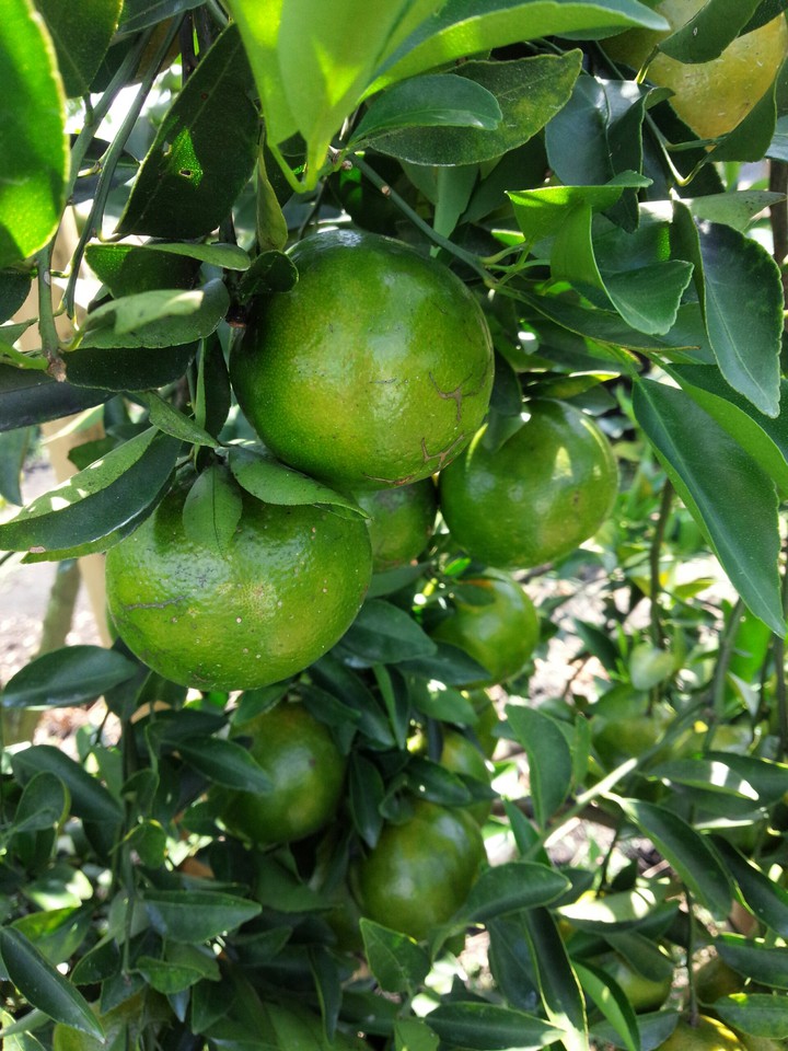 It's orange, but not orange. Green Orange.
