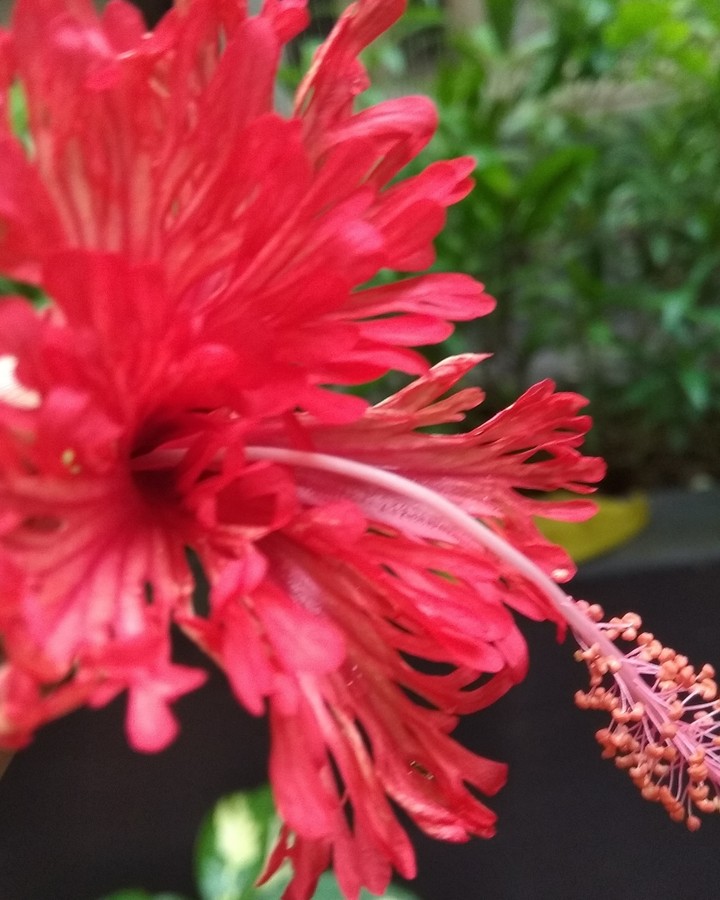 red lily flower