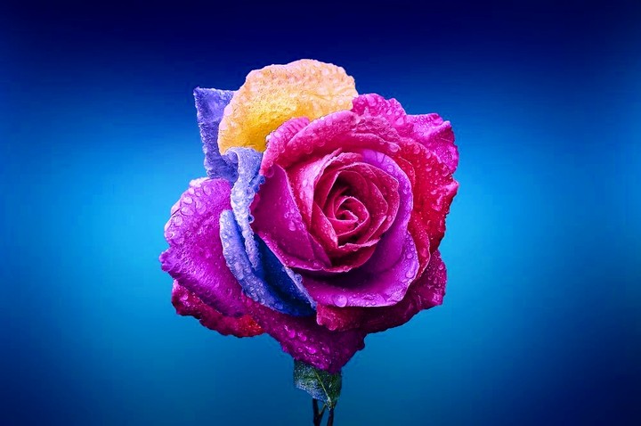 Rose