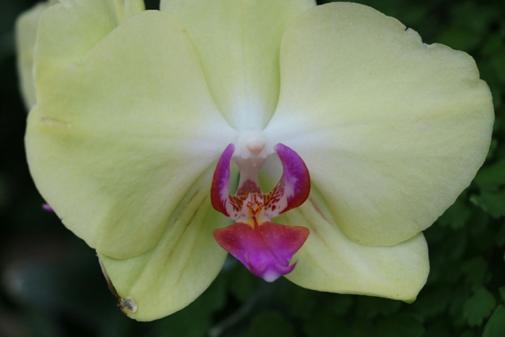 orchids