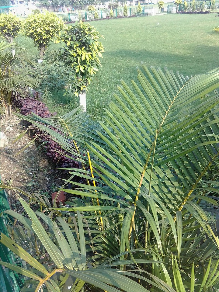 Nature ☺