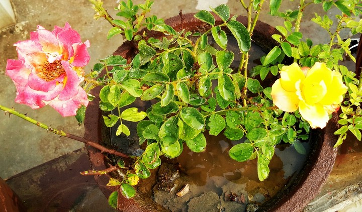 multi colour rose pink and yollow