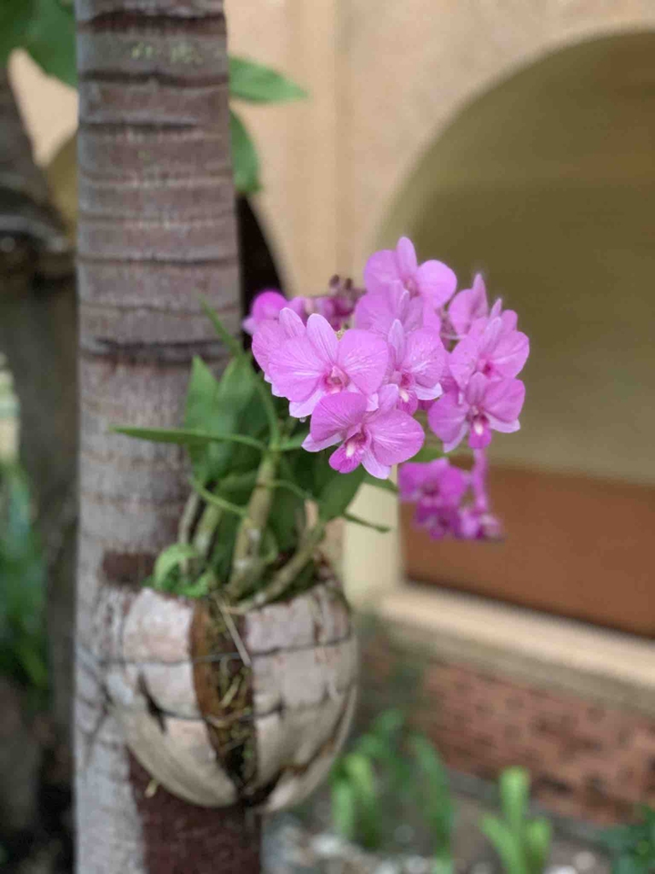 pattaya