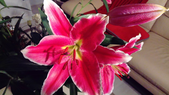 #fleurs
