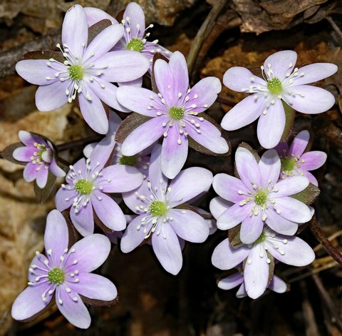 flower, 春天桌布