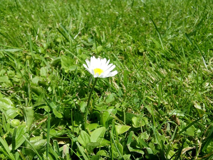 Gänseblümchen