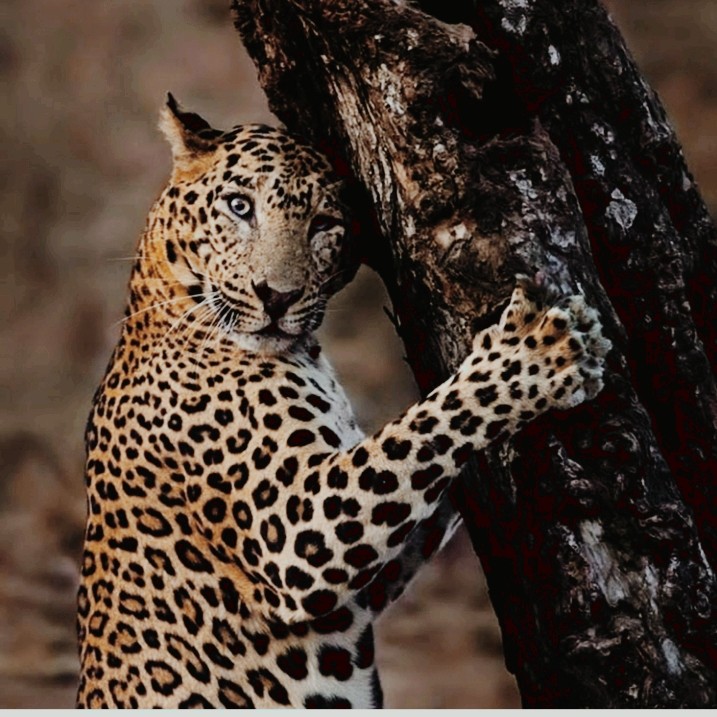 Gepard