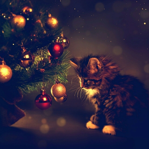 Christmas Wishes