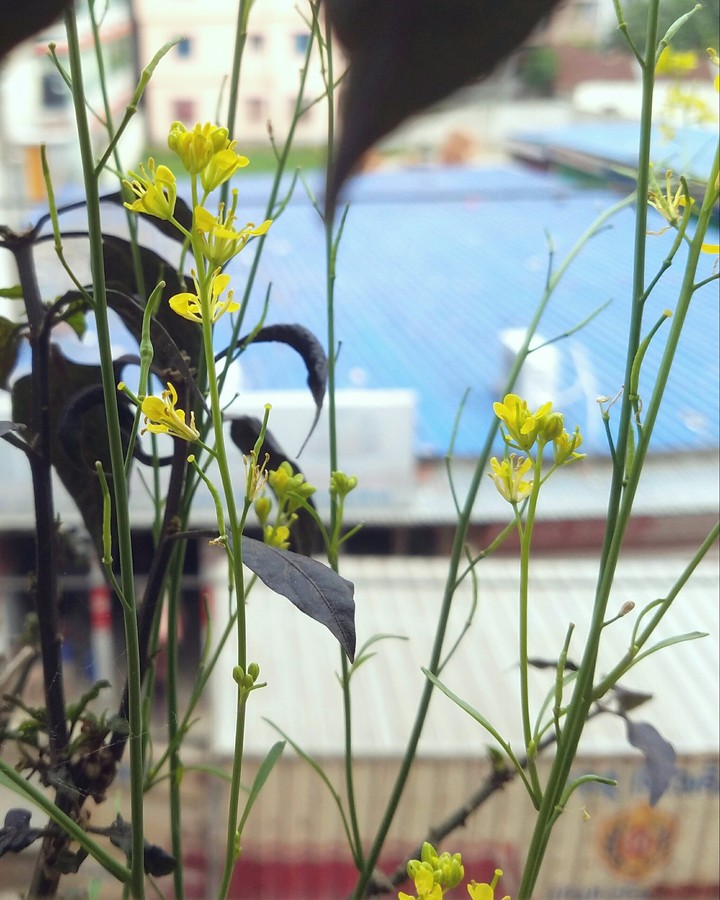 yellow