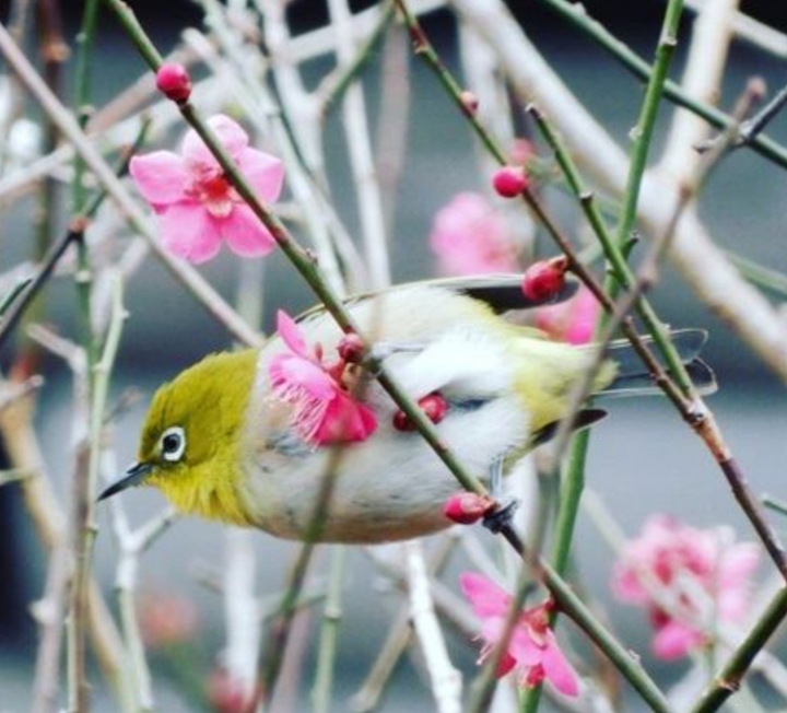 Birds
