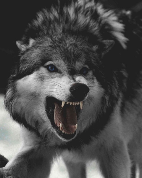 wolf