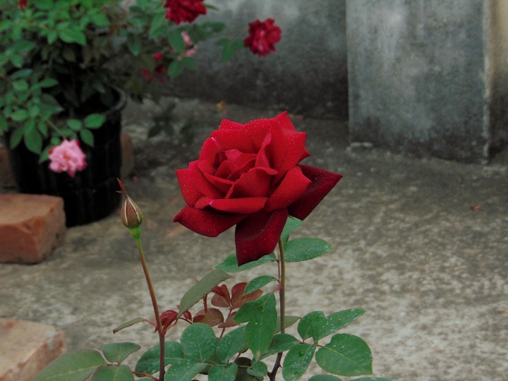 Beautiful Red Rose