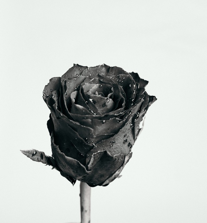 black rose