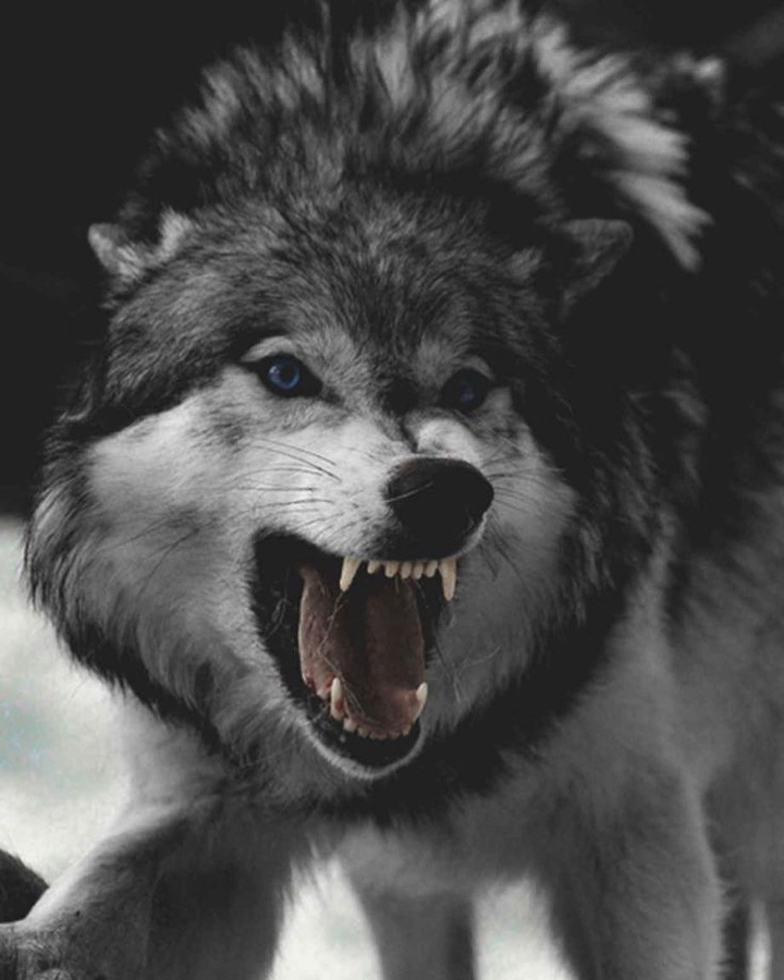 wolf