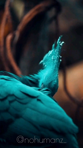 Victoria Crowned Pigeon