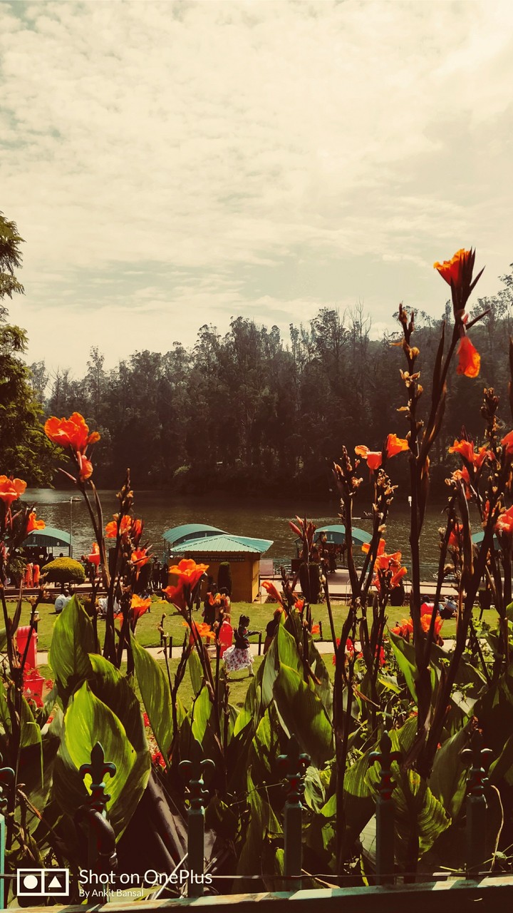 lake view and flowers