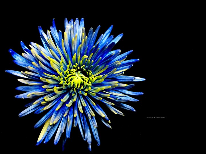 《 菊花 》chrysanthemum