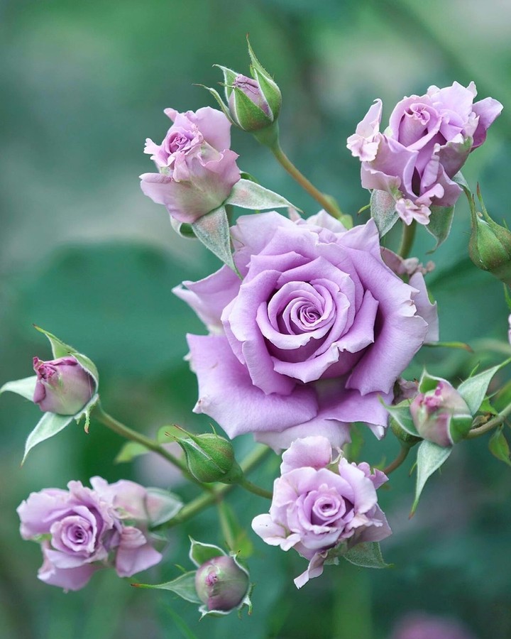 Roses