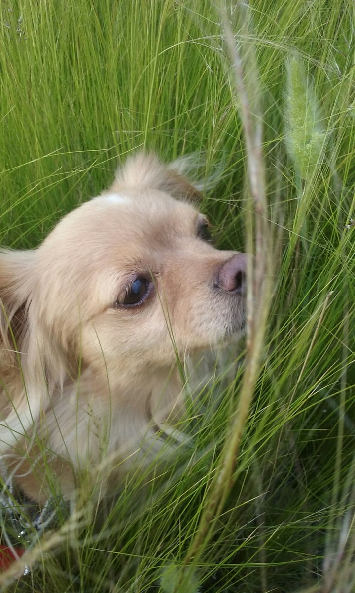 Doggy