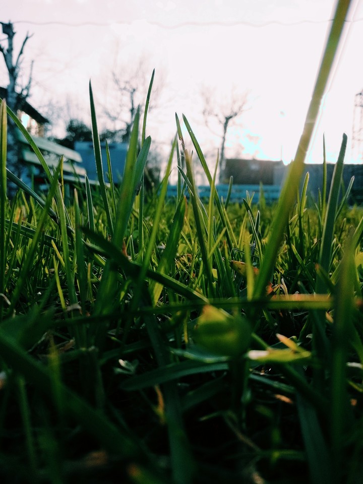 Grasssssssss