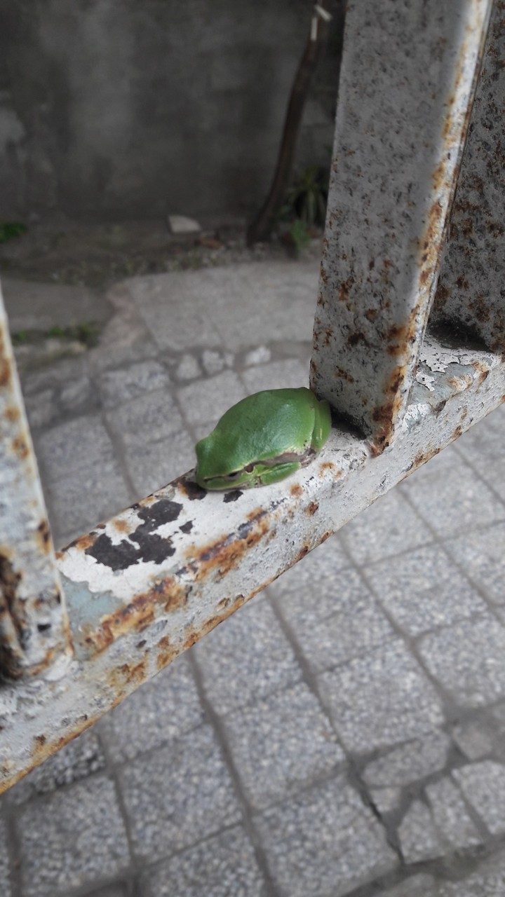 green frog