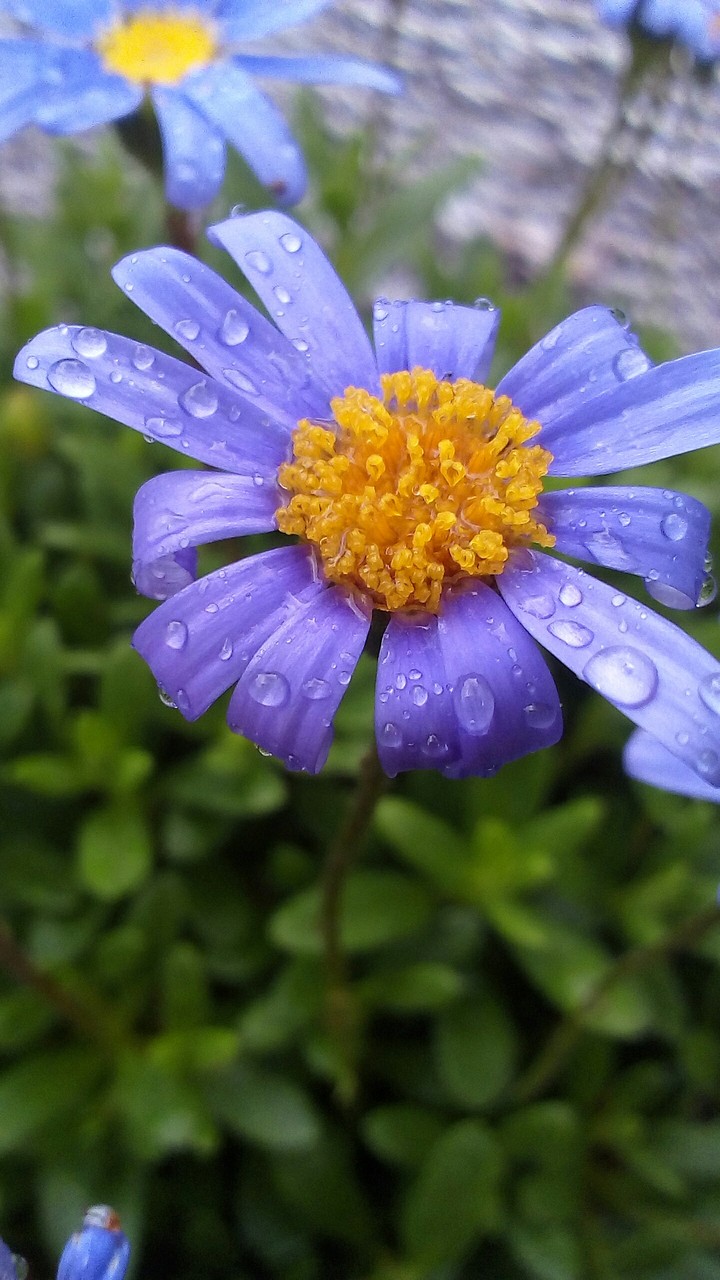 flower2