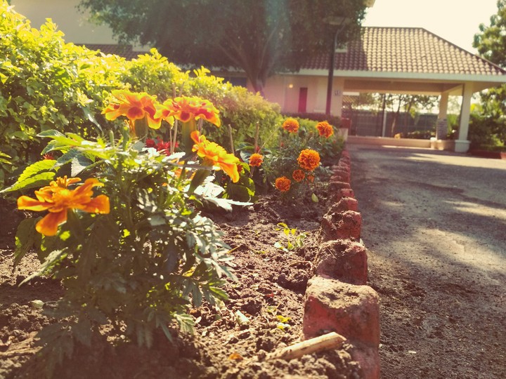 Flowes....