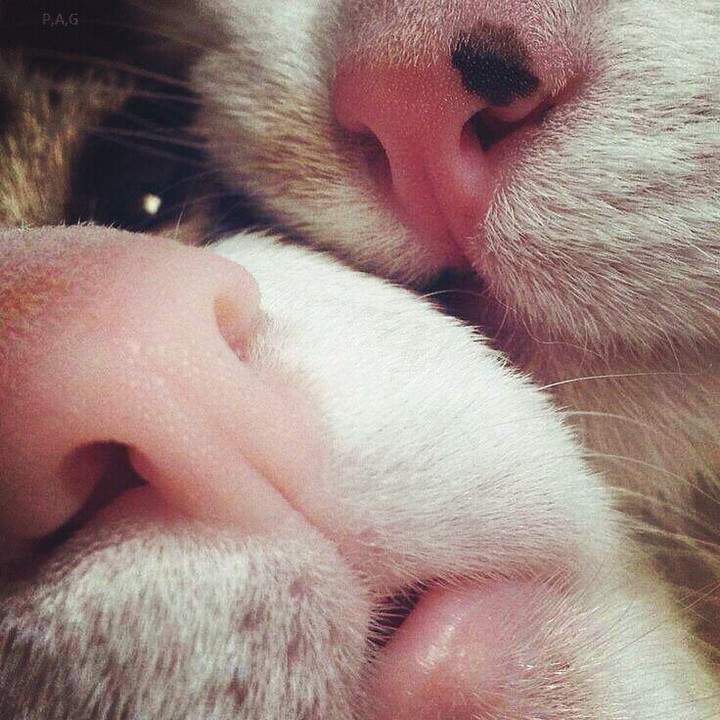 sweet cat