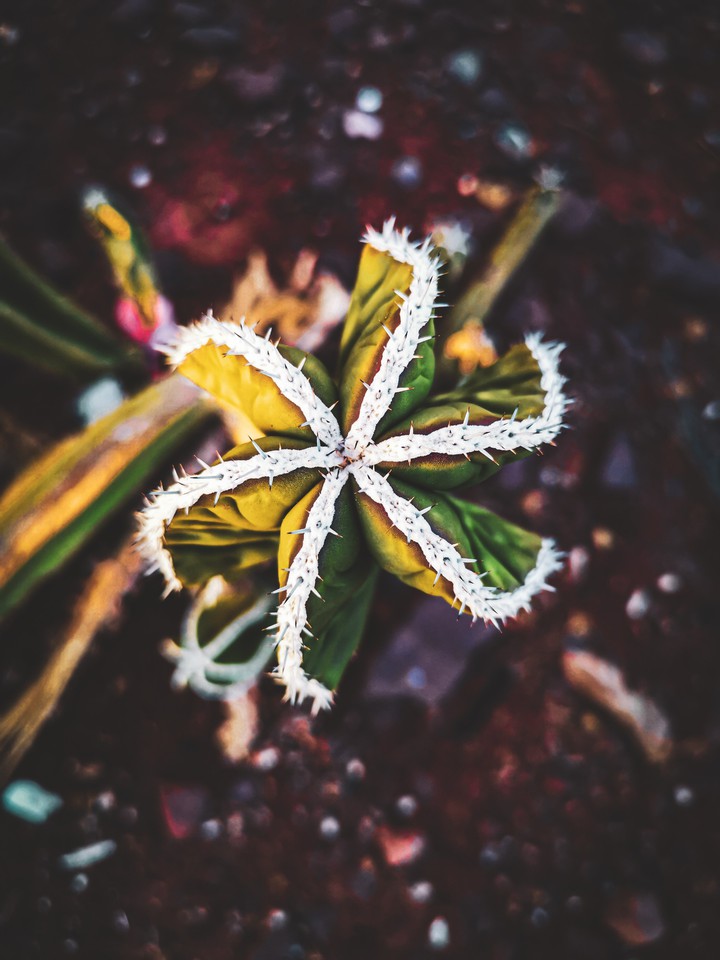 Thorny succulent plant