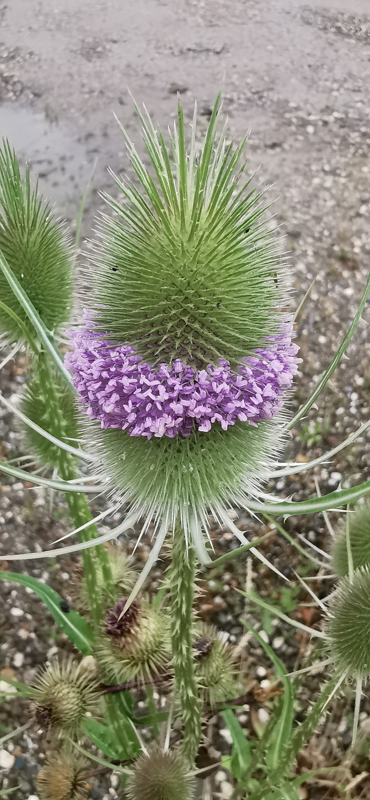 nature