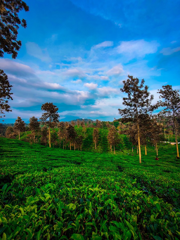 Wayanad