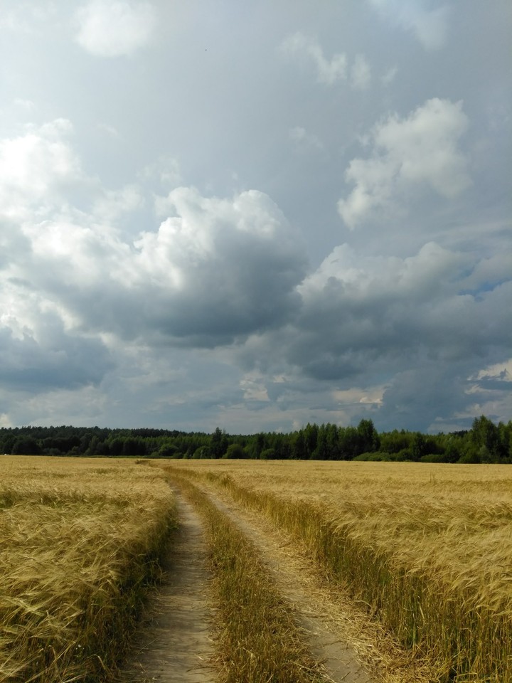 Field