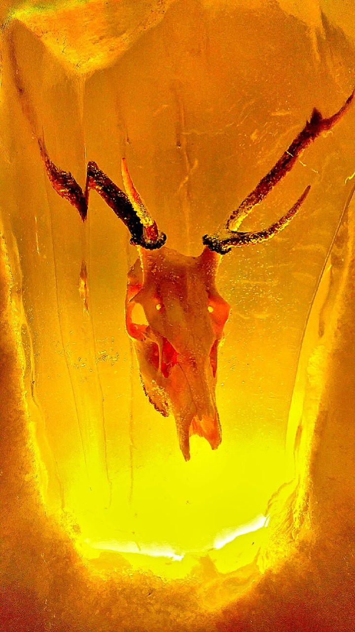 Icy Mammal