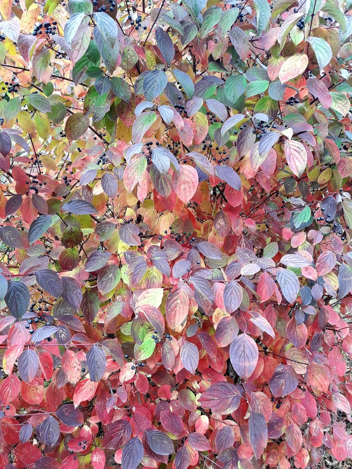 autumn