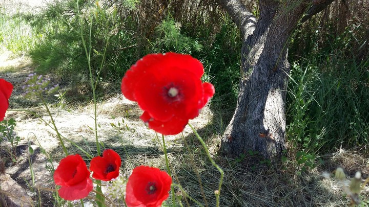Amapola