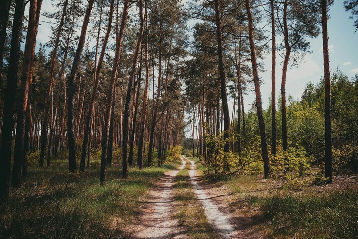 Forest