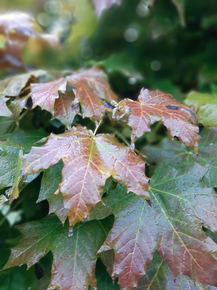 Autumn