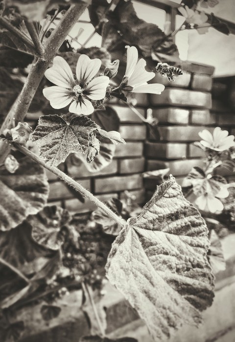 flowers and Bee